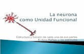La neurona como unidad funcional
