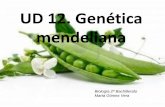 Ud 12. genética mendeliana