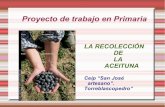 Proyecto:recolección de la aceituna