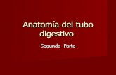 Anatomía del Tubo Digestivo Segunda Parte
