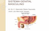Histologia del Sistema genital masculino