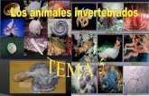 Invertebrados blog