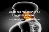 Anatomia radiografica de columna cervical