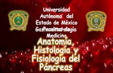Anatomía, histologia y fisiología de pancreas