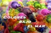 Colores bajo el_mar-6223_ca