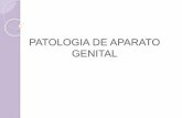 Practica 30 patologia genital