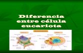 Diferencia entre célula eucariota