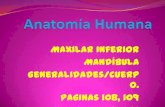 Anatomía del Maxilar Inferior Ávila Islas Claudia Marlene