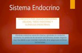 Histologia del Sistema endocrino