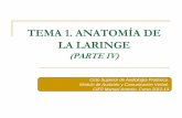 Tema 1. anatomía de la laringe. parte iv.ppt