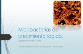 Micobacterias de crecimiento rápido