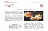 Placenta y membranas_fetales
