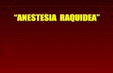 Anestesia raquidea