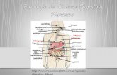 Fisiología del sistema digestivo humano2
