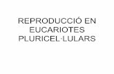Reproducció en eucariotes pluricel·lulars
