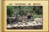 Cactáceas de México