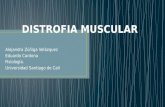 Distrofia muscular z