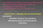 3 clase   digestion y absorcion de proteinas 24-09-14