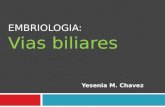 Embriologia de vias biliares