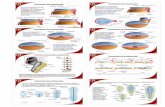 Embriologia: Formacion de capas germinales y diferenciacion incipiente_2