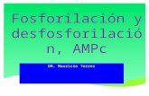 Definiciones de términos bioquímicos para Fisiología: Fosforilación desfosforilacion AMP cíclico, uso de Mg en contracción