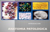 Anatomia patologica