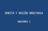 Anato i   orbita y region orbitaria - lmcr