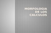 Morfologia de los calculos