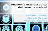 Anatomía macroscópica del tronco cerebral