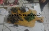 Proyecto de biología