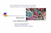 Modulo 19 bacterias pdf