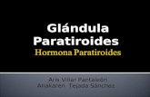 Hormona paratiroides