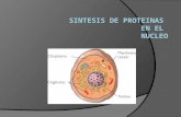 Sintesis de proteinas en el nucleo original