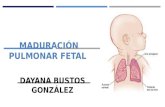 Maduracion pulmonar fetal