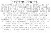 Desarrollo del sistema genital