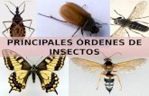 Principales órdenes de insectos - Red Entomológica Villarreal