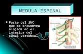 Medula anatomia