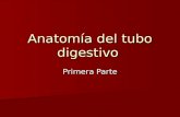 Anatomía del Tubo Digestivo - 1ª parte