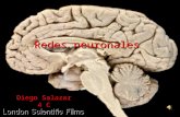 Redes Neuronales(Examen)