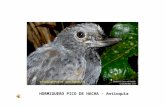 Fotos Aves De Colombia