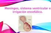 Meninges, sistema ventricular e irrigacion encefálica.