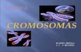Presentación cromosomas Tarea Nº 3 de la materia Genética y Conducta.