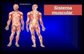 El sistema muscular (1)