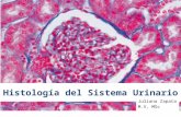 Histología del sistema urinario