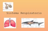 Sistema respiratorio[1]