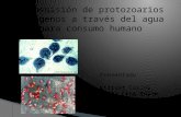 Transmisión de protozoarios patógenos a través del agua para consumo humano