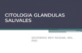 Citología glandulas salivales
