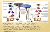 Control autonomo del aparato gastrointestinal inervacion parasimpatica y