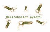 Helicobacter pylori.