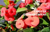 Familia euphorbiaceae nartes carlos rivera